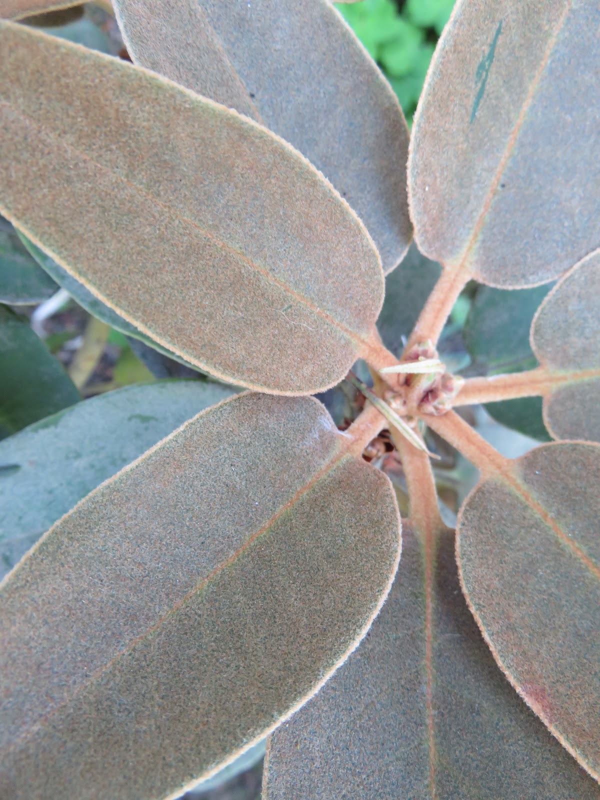 Future Plants By Randy Stewart Pittosporum