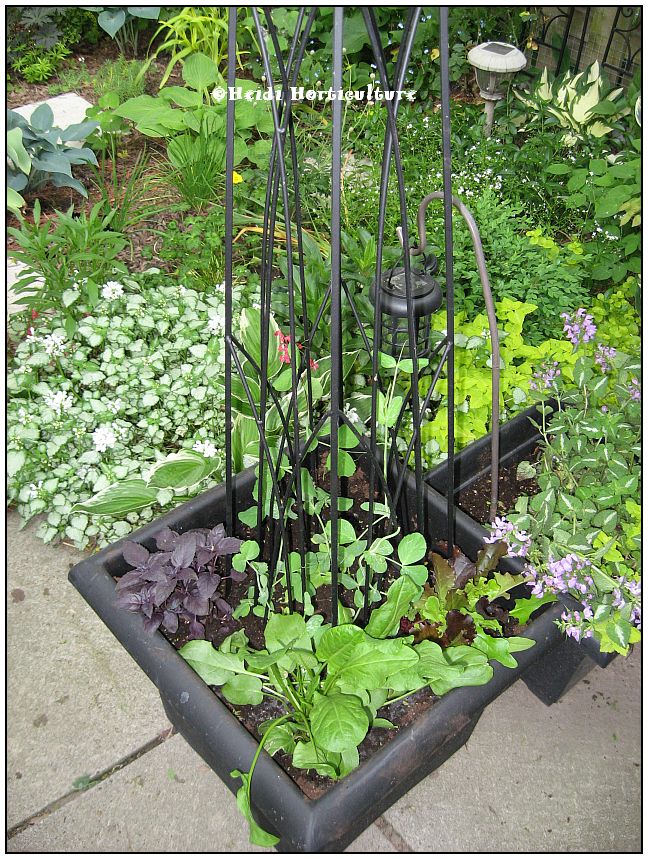 Heidi Horticulture Pistachio Shells for Compost