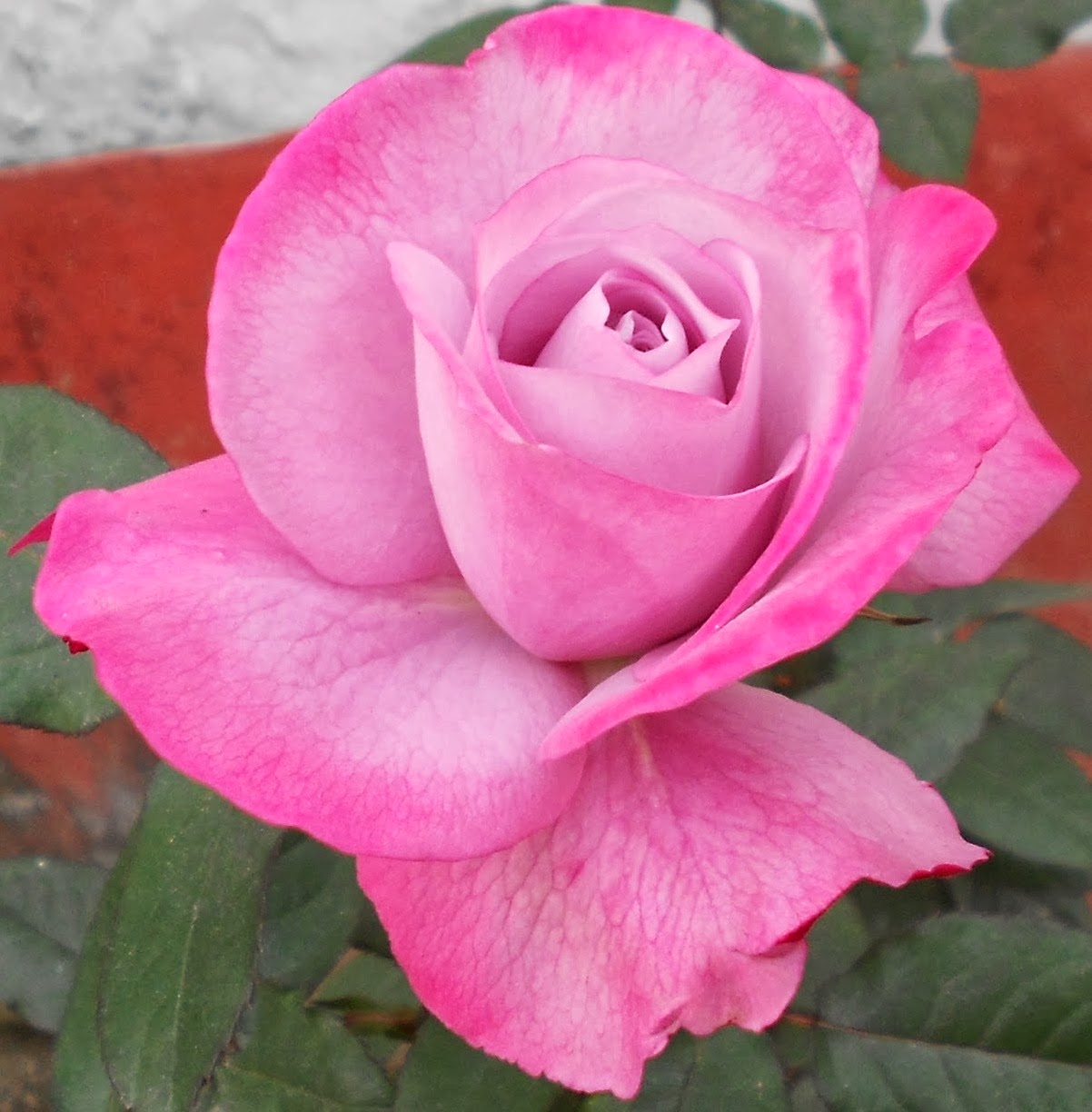 NATURAL & UNIQUE PHOTOGRAPHY: ROSE FLOWERS