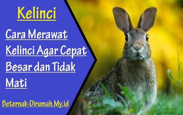 Cara Merawat Kelinci Agar Cepat Besar Dan Tidak Mati Beternakdirumah
