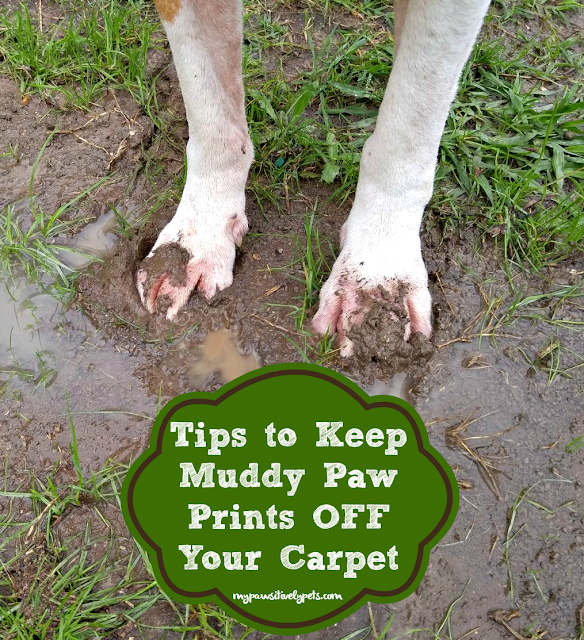 4 Tips to Keep Muddy Paw Prints Off Your Carpet