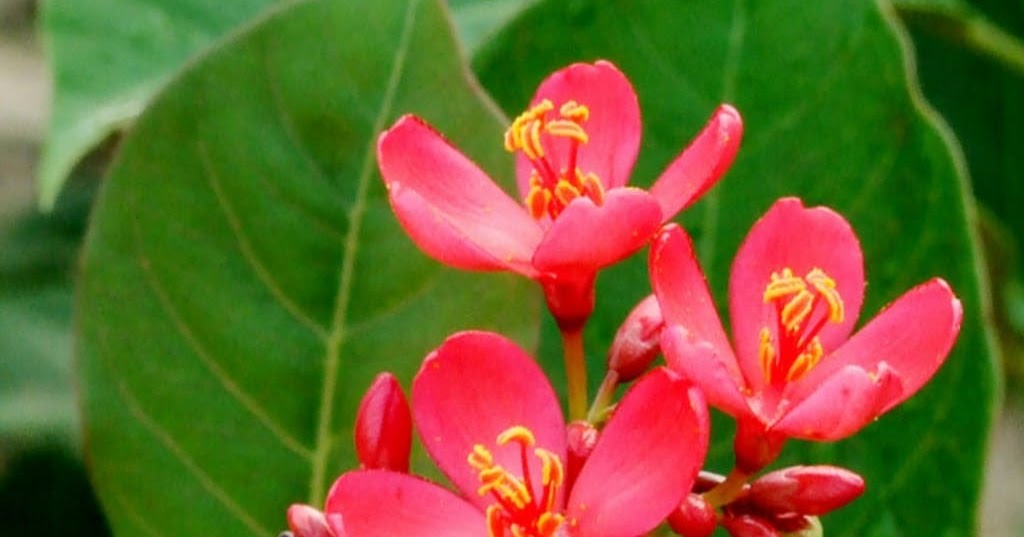 What Effect does Glucose have on Longevity of Cut Flowers