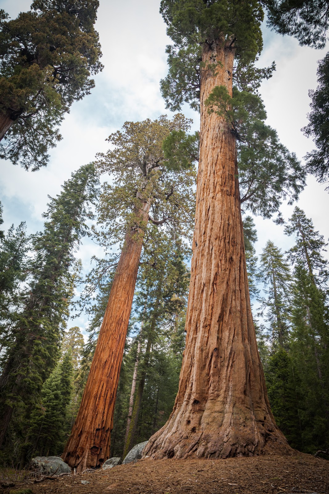 Giant Trees in Sequoia National Park Explore the World with Simon Sulyma