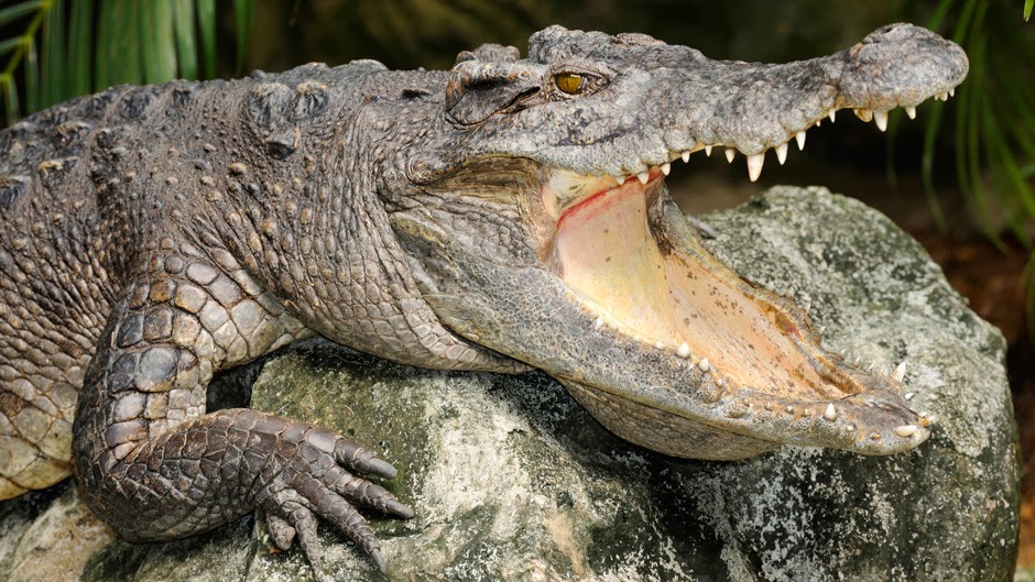 The most dangerous animal. Крокодил с открытой пастью. Крокодил открыл пасть. Опасное животное крокодил для человека. Крокодил с раскрытой пастью.