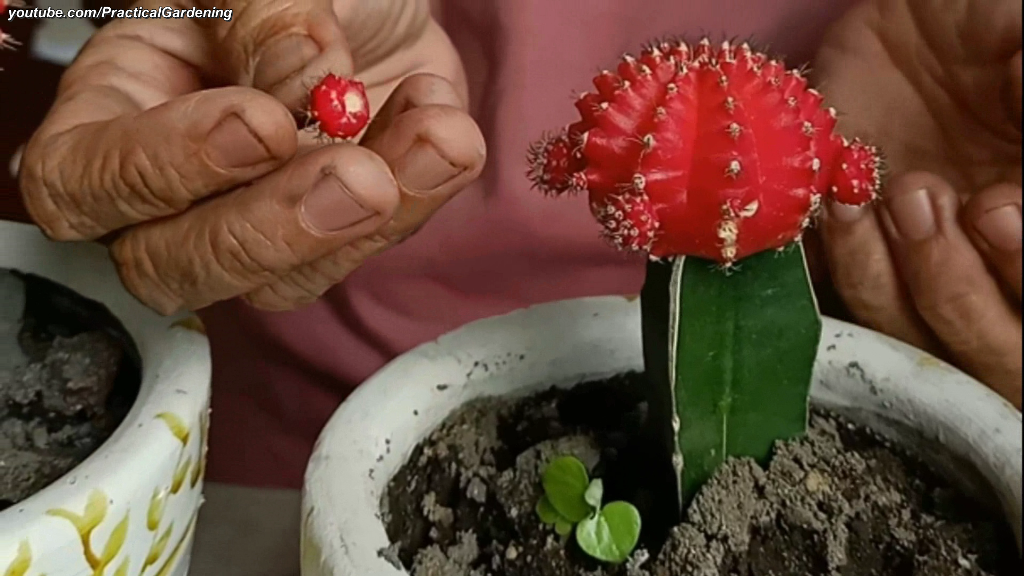 Practical Gardening Grafting Moon Cactus on Dragon Fruit Plant