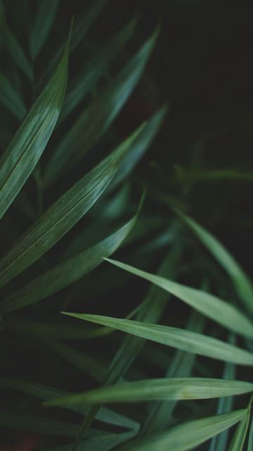 HD wallpaper sheets, plant, macro HD wallpaper sheets, plant, macro