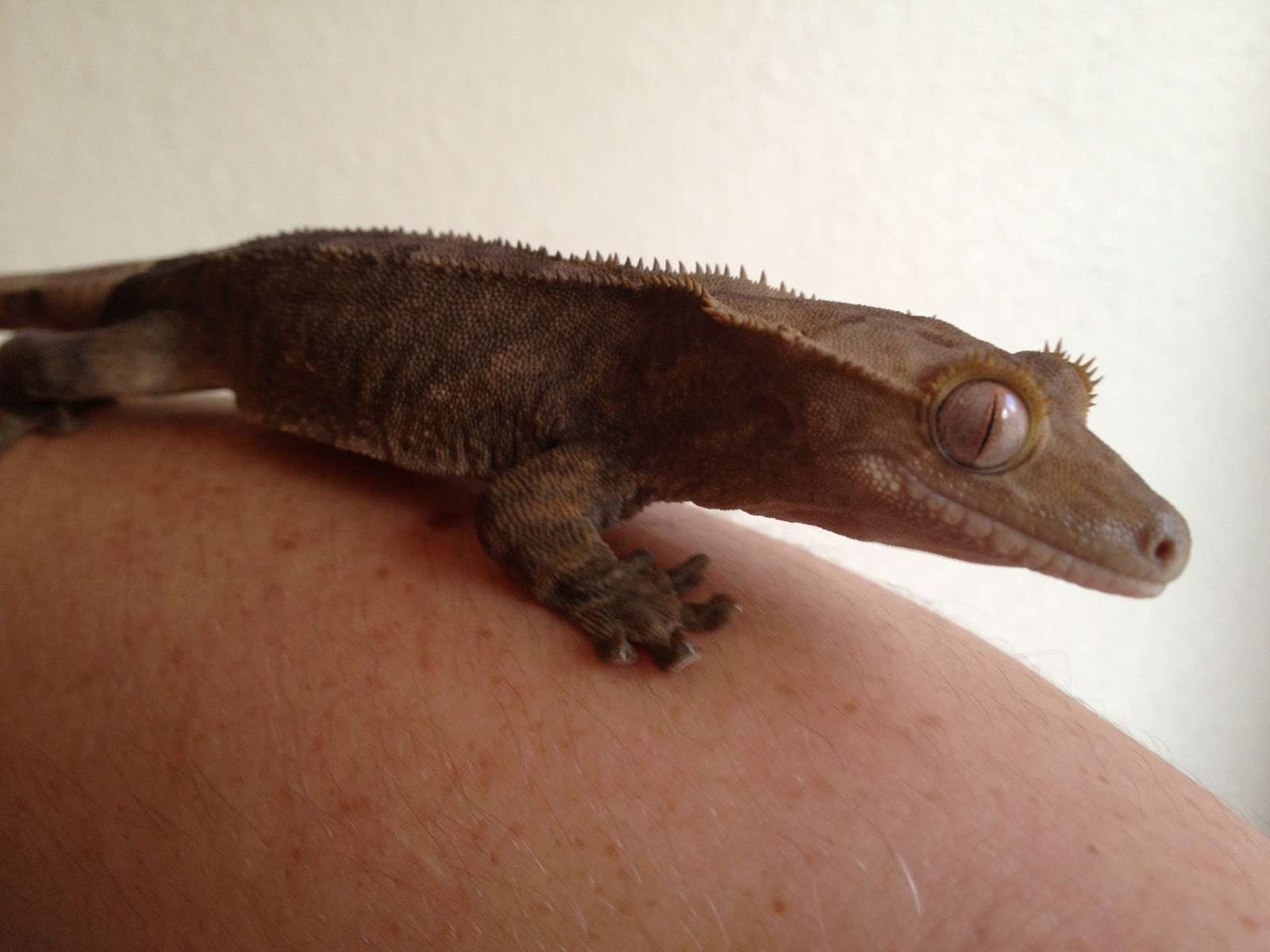 lindsey-s-reptiles