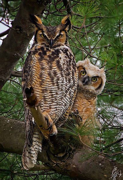 Great Horned Owls | Amazing Photographs