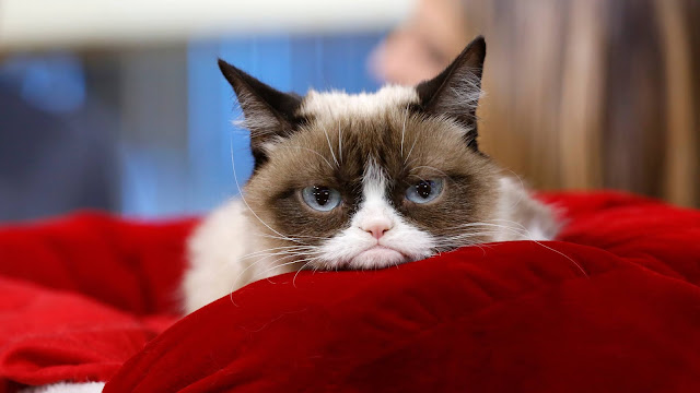 Lebih Mengenal Grumpy Cat