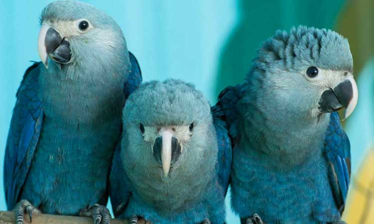 Filhotes de ararinhas-azuis nascem na Bahia após 20 anos de extinção