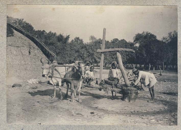 Local Sugar Mill - Rural India, Date Unknown