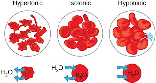 Keadaan sel darah merah pada berbagai konsentrasi