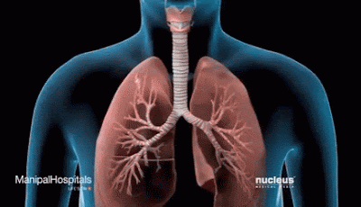 Trachea