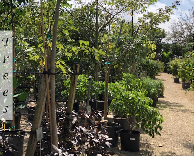 Amelia�s SmartyPlants