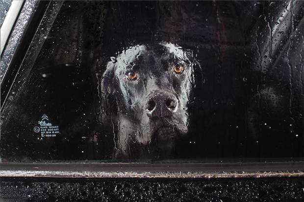 The Silence of Dogs in Cars: Portraits of dogs looking out of car ...