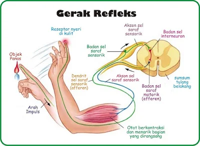 Mekanisme Terjadinya Gerak Refleks - berbagaireviews.com