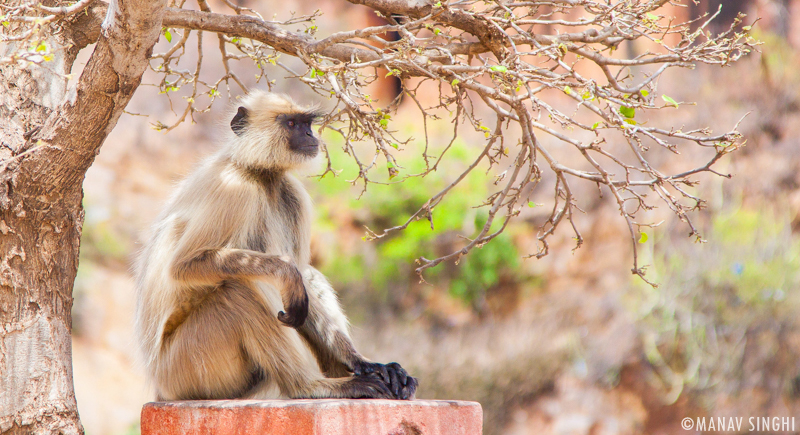 There are also few Macaque Monkeys and Langur Monkeys in this part of Jaigarh Fort.