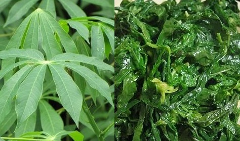 100 Gambar Daun Ubi Hd Paling Keren Infobaru 100 Gambar Daun Ubi Hd Paling Keren Infobaru