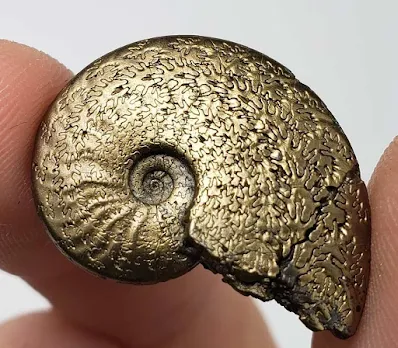 Pyrite ammonite