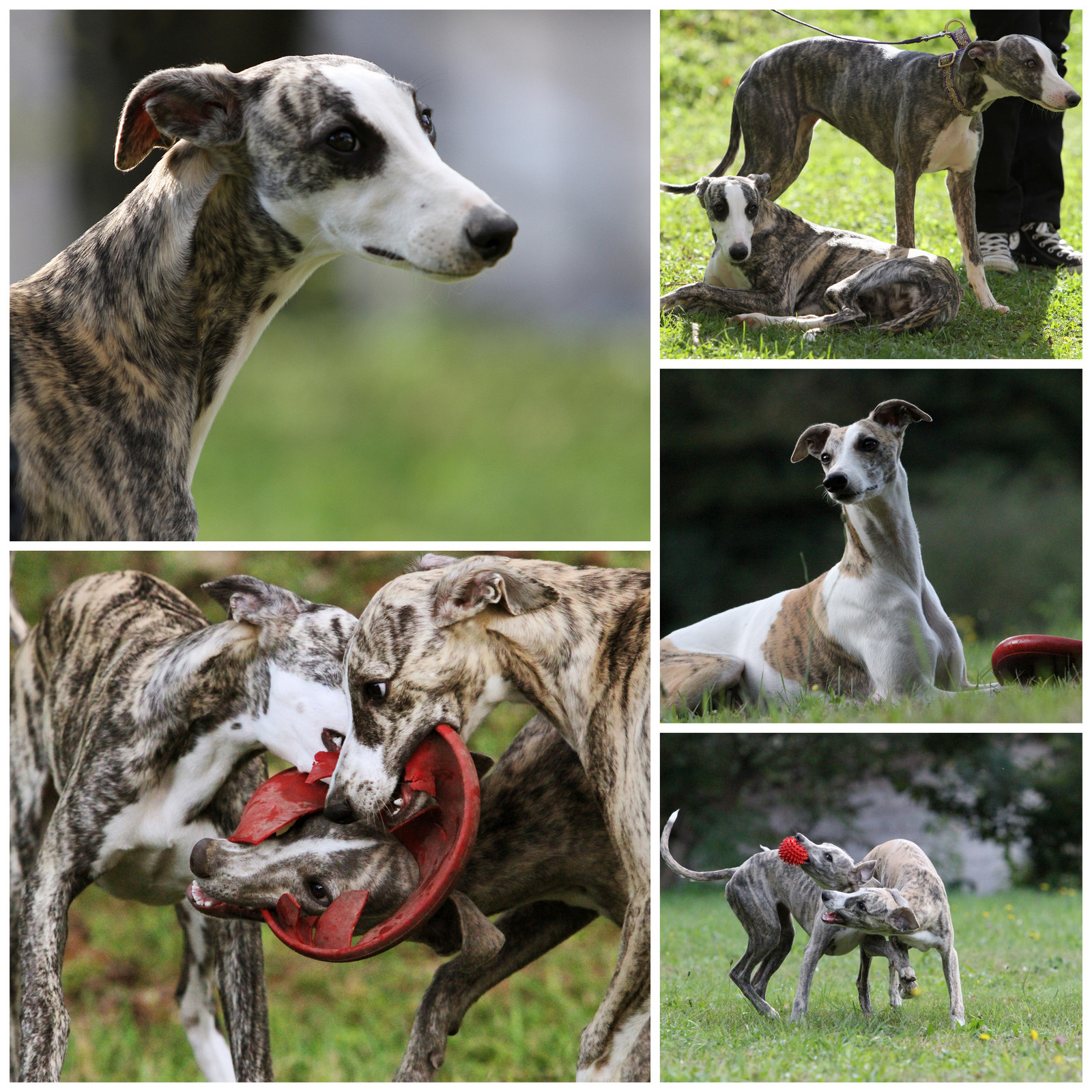 Whippet kennel Tenderline Ola Tenderline True Love