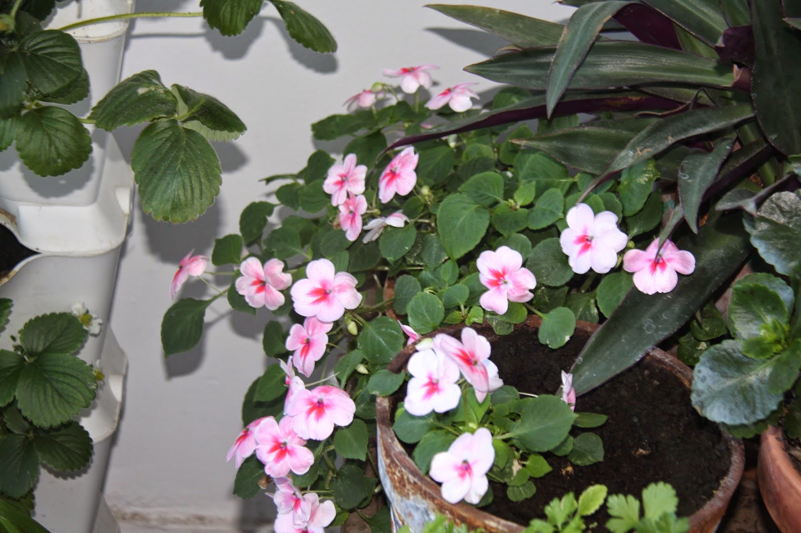 Resultado de imagem para planta alegria da casa  do brasil