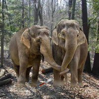WowEscape Escape from Wild Elephant Walkthrough