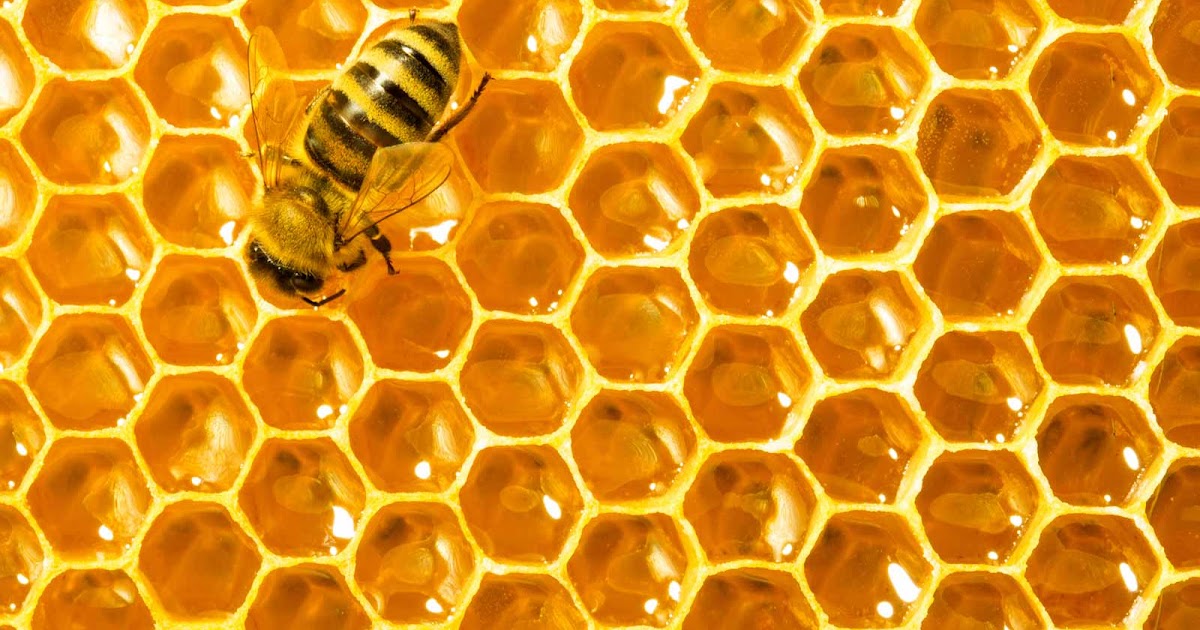 ecologia ¡QUE VENGAN LAS ABEJASSS! ecologia ¡QUE VENGAN LAS ABEJASSS!