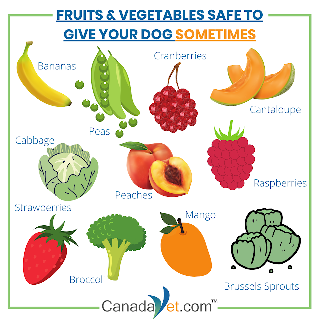 Fruits and Vegetables Your Dog Can Safely Eat CanadaVet Pet Supplies Blog