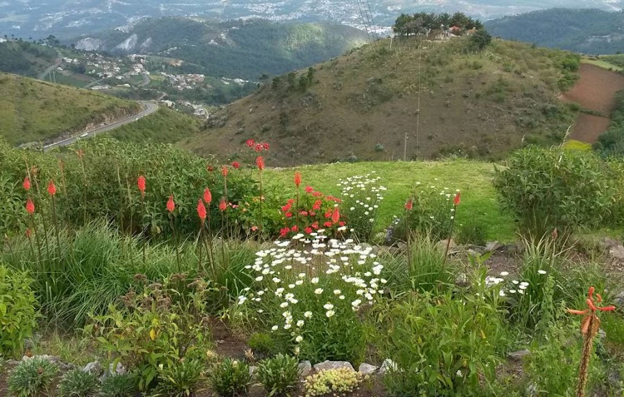 ANTORCHA DE FUEGO - KNIPHOFIA