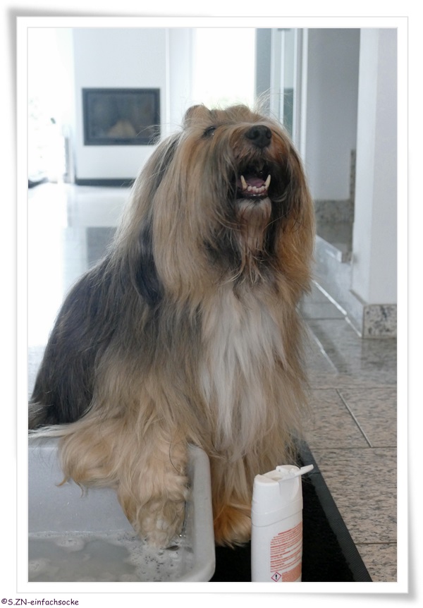 [Hundeblog] Einfach Socke Kennt Ihr noch Tilly?