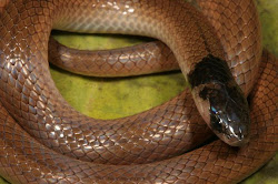 headed centipede capensis eater centipedes snakes