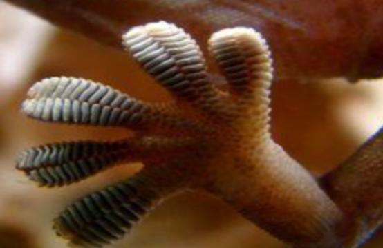 مالا تعرف عن البرص ذو الذيل الورقي مالا تعرف عن البرص ذو الذيل الورقي