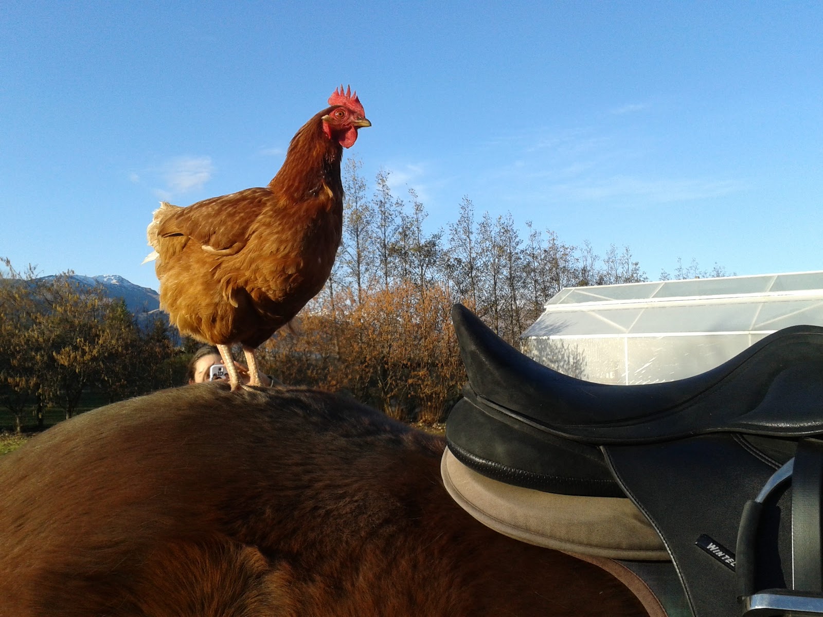 Jane Bloomfieldtruth is stranger than fiction... A Horse Riding Chicken