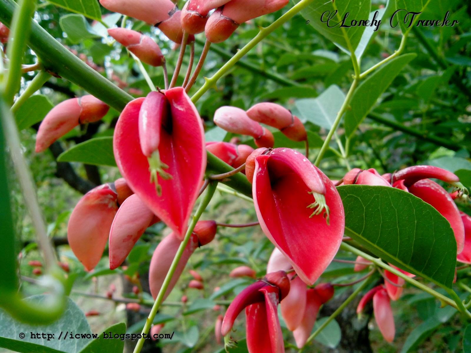 Ceibo flower - Erythrina crista