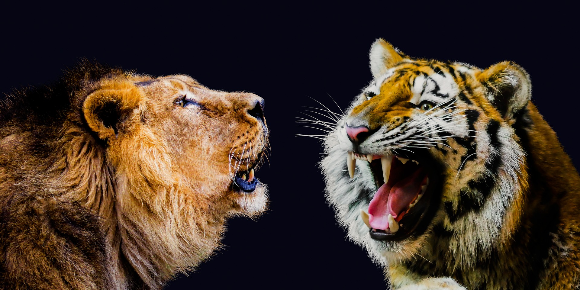 Cat Chit Chat: Do tigers and lions eat the same food?