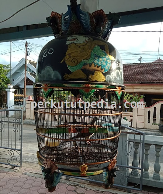 Penyebab Suara Burung Perkutut Serak