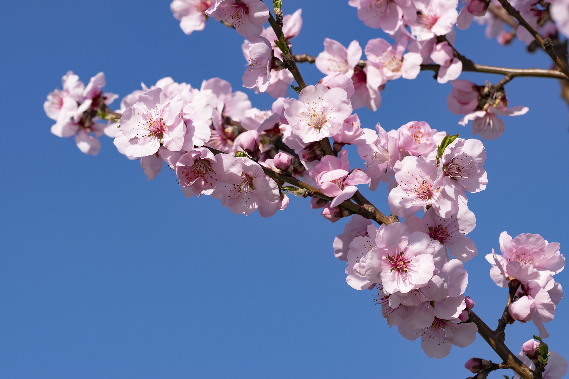 How To Grow An Almond Tree In Your Backyard A Beginner's Guide