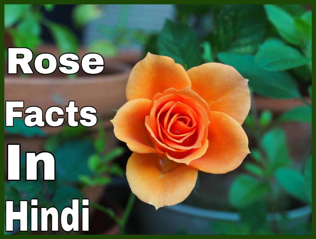 गुलाब फूलRose Flower Facts In Hindi Hindi7facts