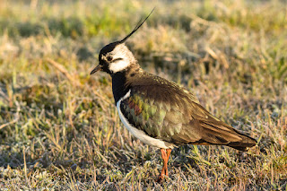 Wildlifefotografie Kiebitz