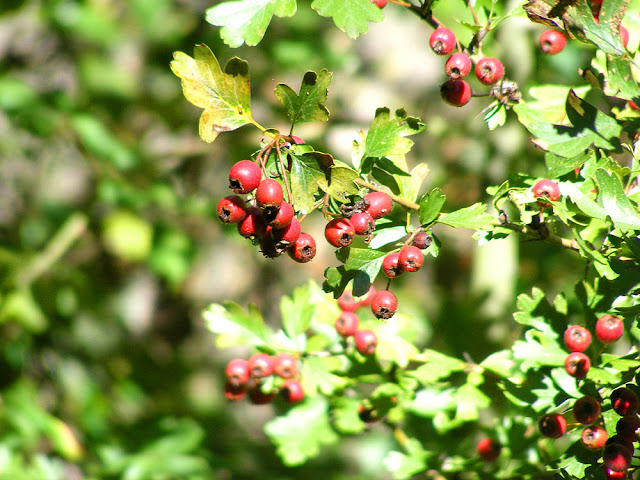 Hawthorn Crataegus monogyna. Indre et Loire. France. Photo by Loire Valley Time Travel. Hawthorn Crataegus monogyna. Indre et Loire. France. Photo by Loire Valley Time Travel.