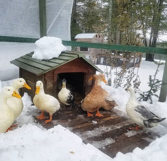12+ Top Tips for Keeping Ducks in the Winter Fresh Eggs Daily® with