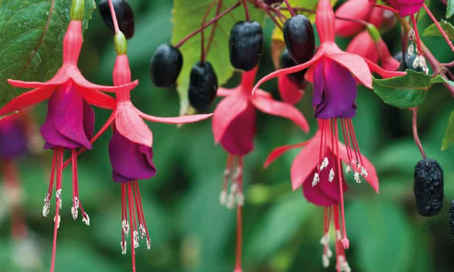 Do Fuchsia berries have seeds? Do fuchsias come back every year?