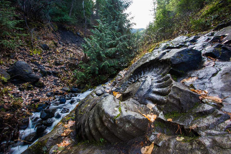 FOSSIL HUNTRESS HIKING TO THE FERNIE AMMONITE