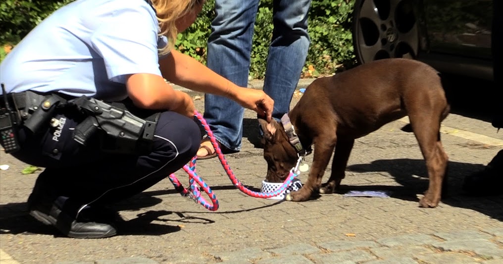 Alleinfuttermittel 23 M Von Kober S Und Dem Hund Geht Es Gut