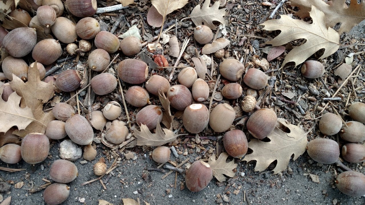 Good (but not 'mast') year for acorns