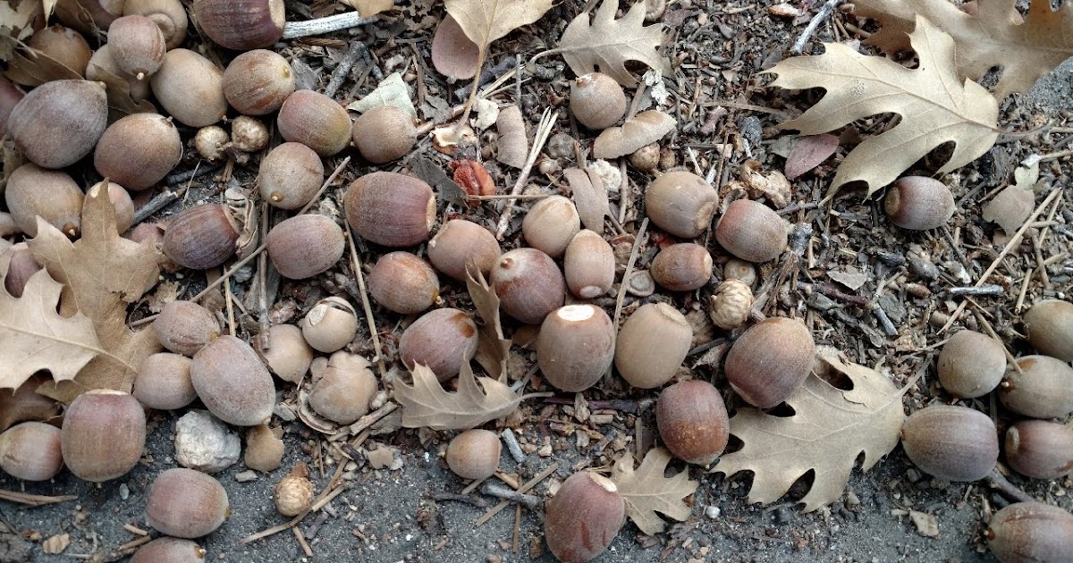 Good (but not 'mast') year for acorns