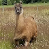 Cormac the Llama Yields Antibodies that may Prove Effective Against COVID-19 Infection, USU CNRM Scientists Make Discovery