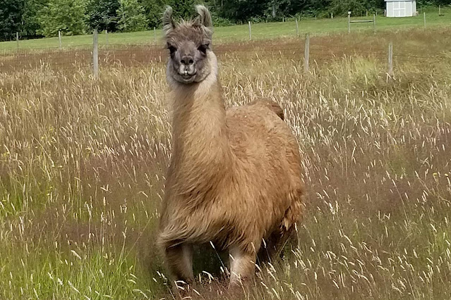 A llama named Cormac laying in a field.