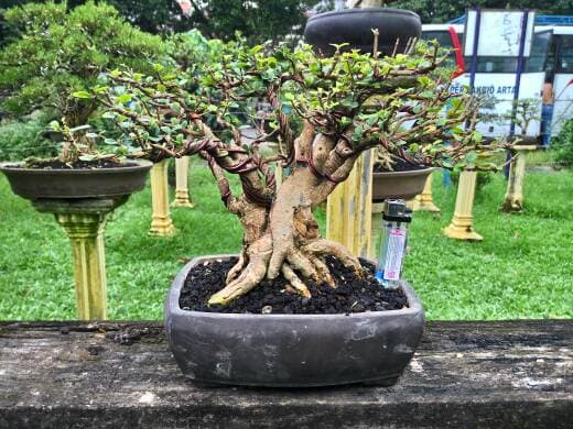 Gambar koleksi bonsai langka dengan nilai tinggi dalam pembahasan meneliti keindahan dan filosofi di balik koleksi bonsai langka dengan nilai tinggi
