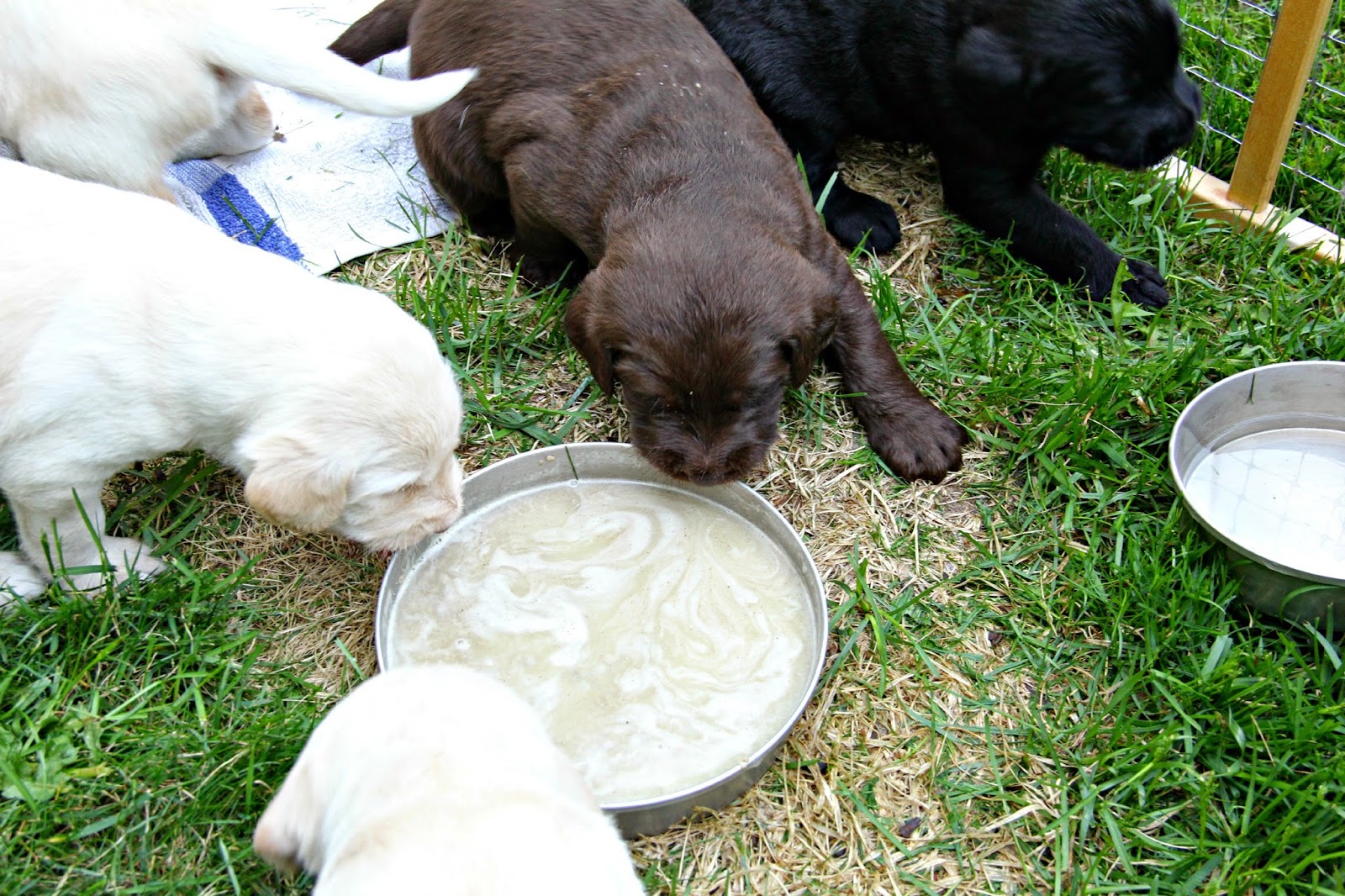 No Ordinary Sparrow First Taste of Gruel for The Labradoodle Pups
